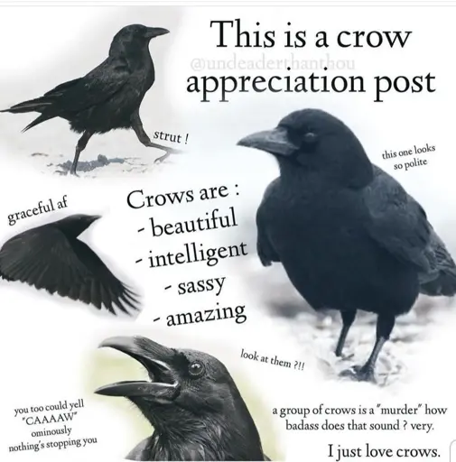 A collage of crows in various poses with the caption: "This is a crow appreciation post" An image of a crow walking with the caption "strut!" An image of a polite looking crow with the caption "this one looks so polite" A list at the center of the image that says: "Crows are: - beautiful - intelligent - sassy - amazing" An image of a crow flying with the caption "graceful af" An image of a crow with it's beak open with the caption"you too could yell 'CAAAAW' ominously nothing's stopping you" The remaining captions are without accompanying images: "Just look at them?!!" "a group of crows is a 'murder' how badass does that sound? very." "I just love crows." The image is watermarked as "@undeaderthanthou"