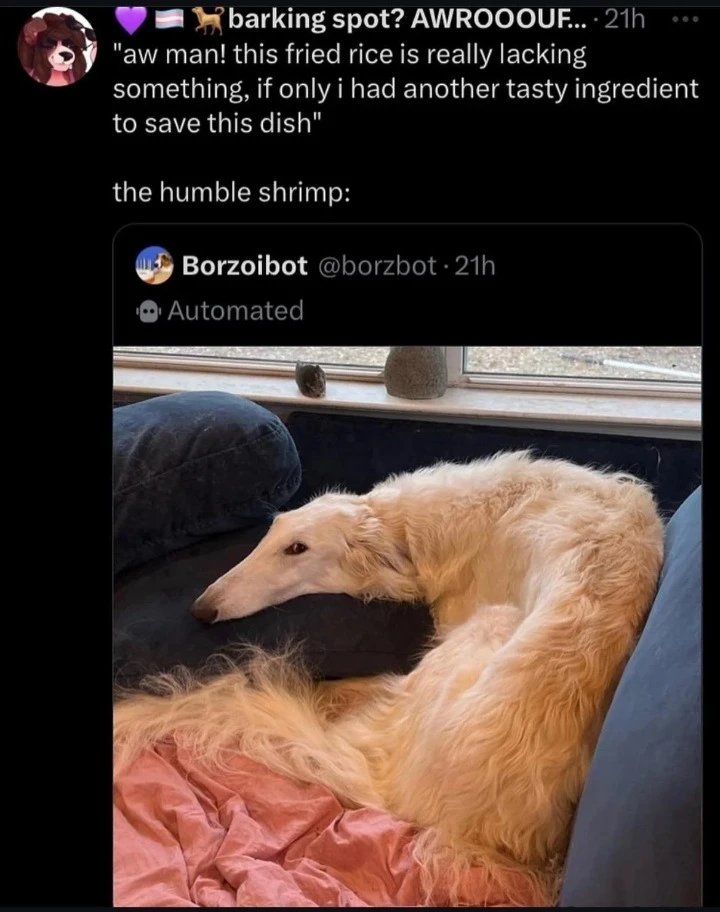 "aw man! this fried rice is really lacking something, if only i had another tasty ingredient to save this dish"  the humble shrimp: [photo of a sitting borzoi dog, it is curving it's upper body up and to the left]