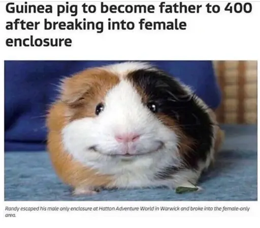 Guinea Pig to become father to 400 after breaking into female enclosure 